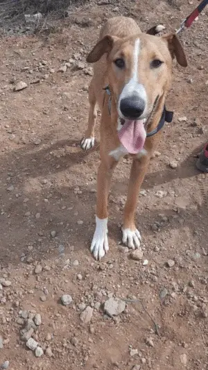 Simon