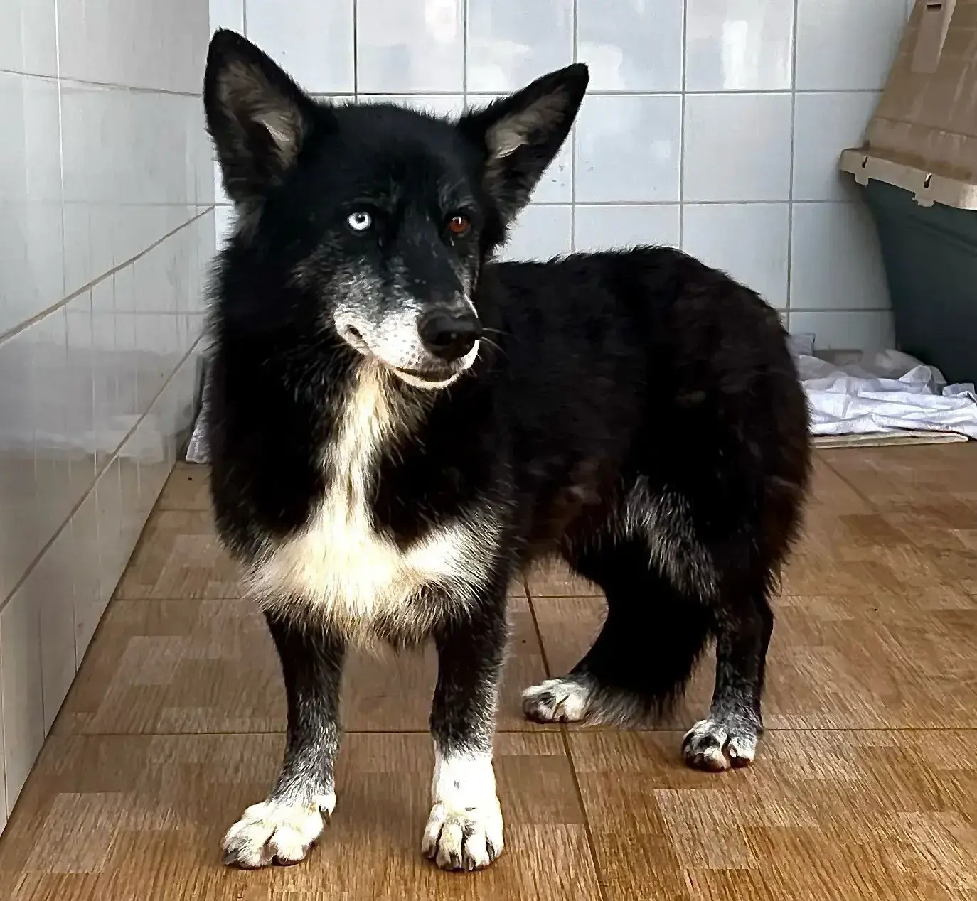 Goodbye Dear Poppy