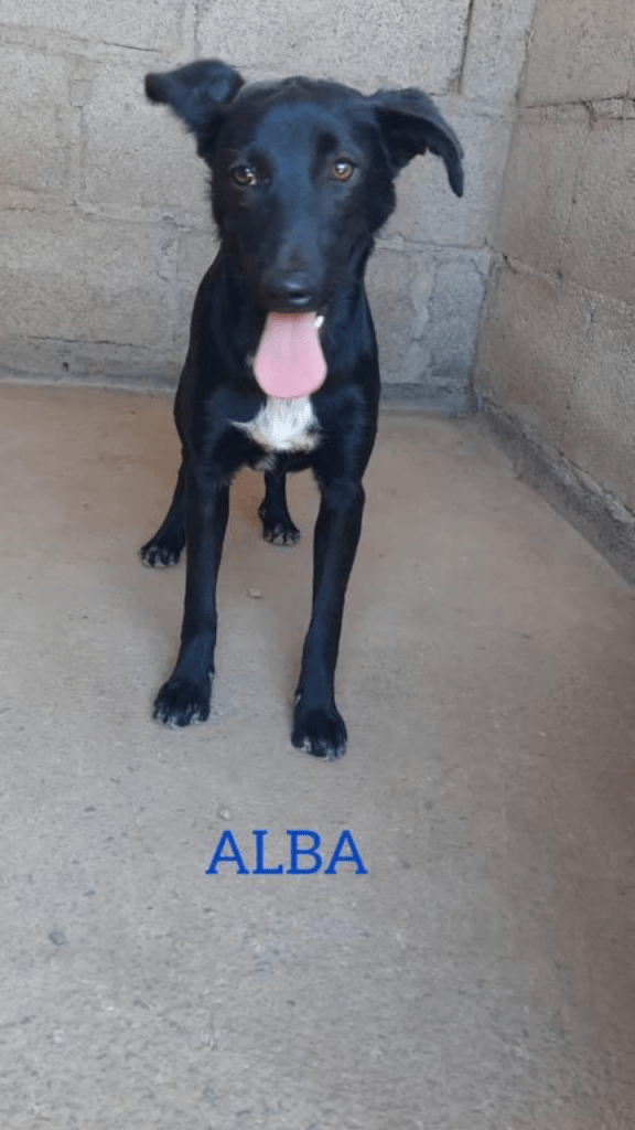 Alba