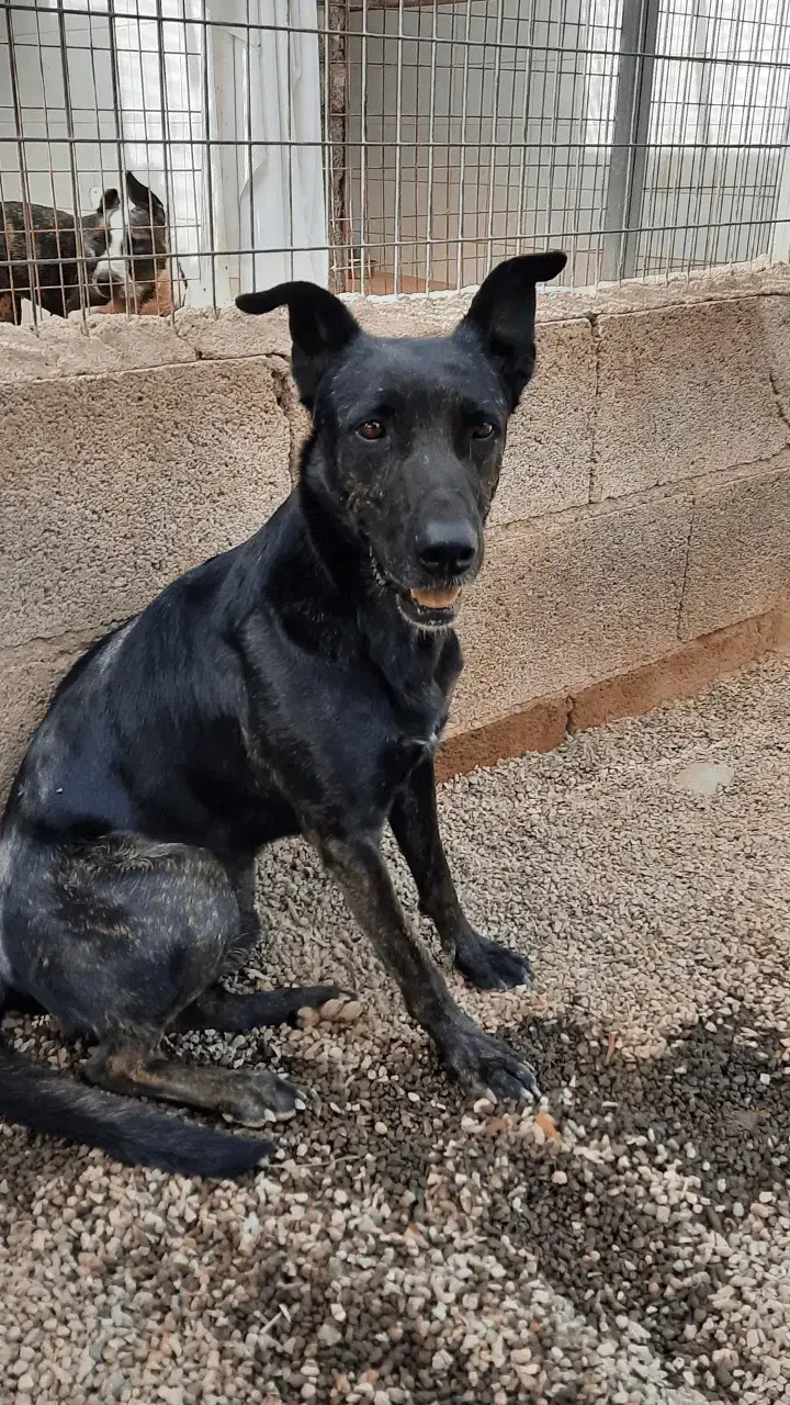 Oscuro is still missing .