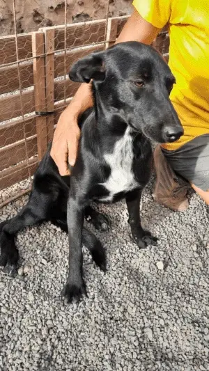 Alba