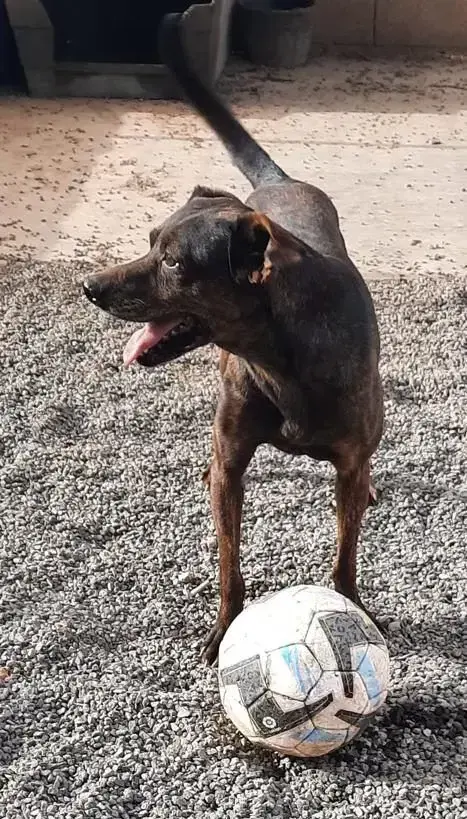 Dog playing