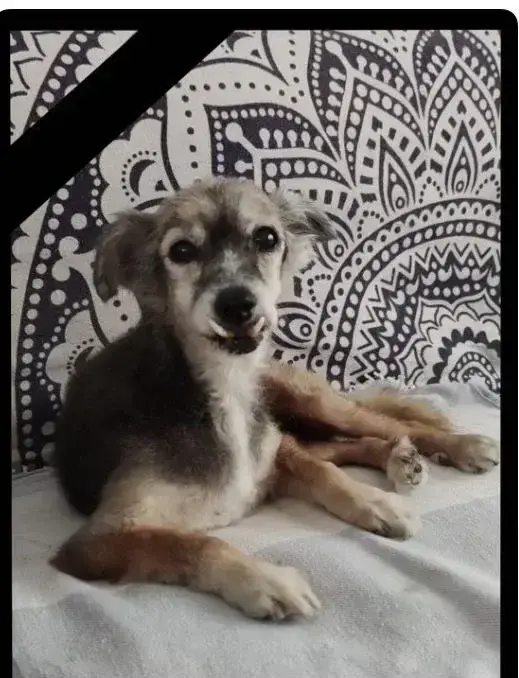 Pepe, passed away at home.