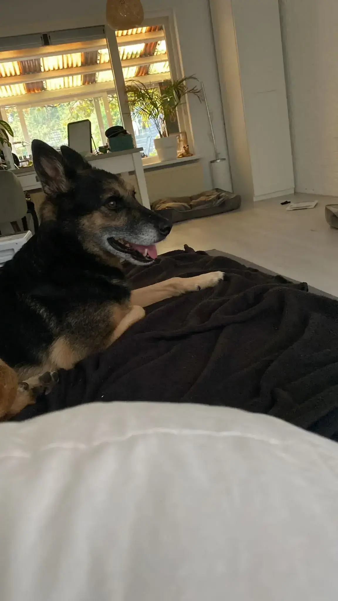 Lobo is so happy in Holland