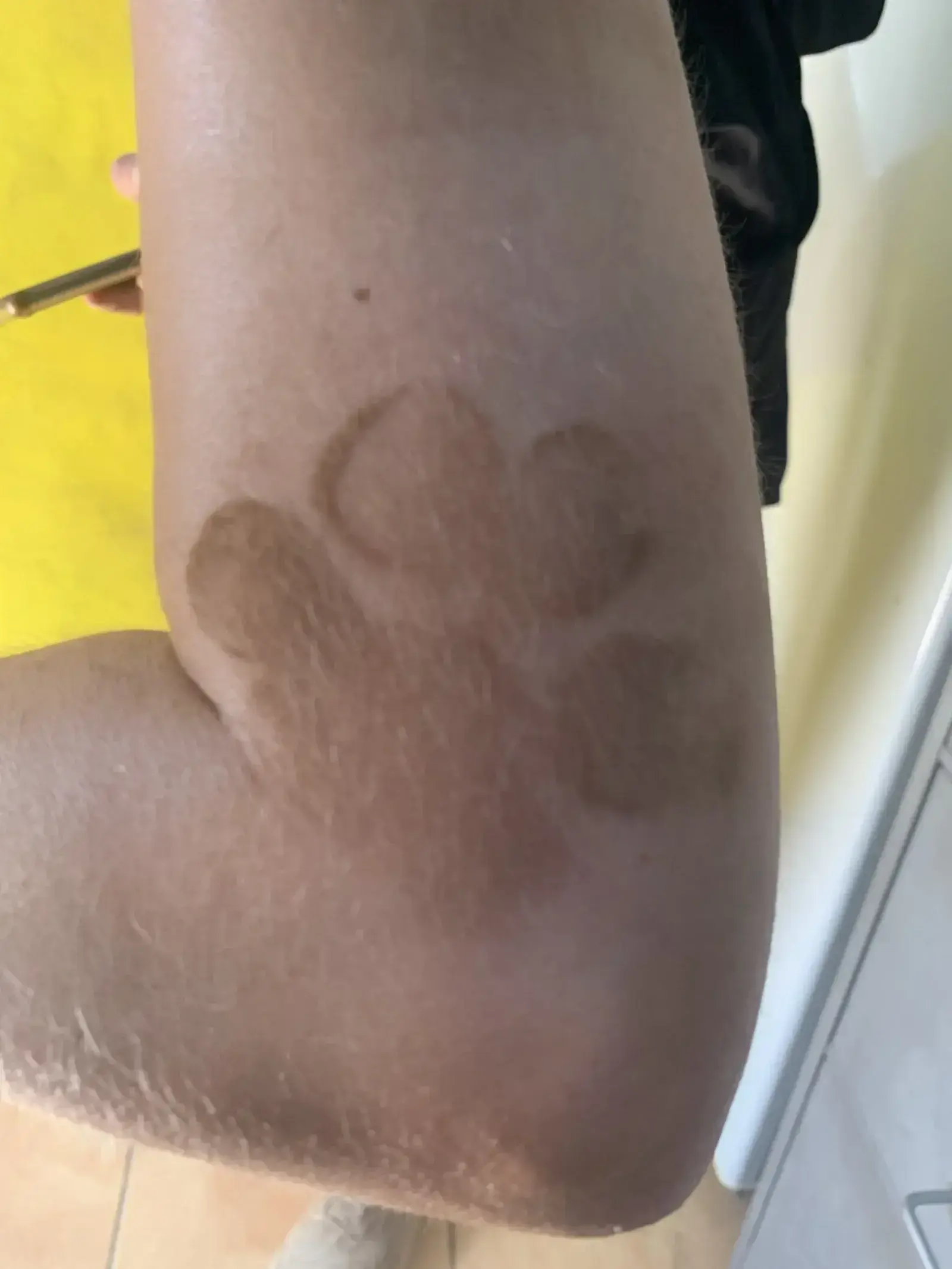 Paw prints