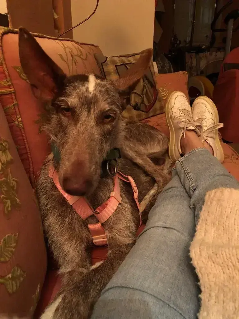 Chula arrives in Italy