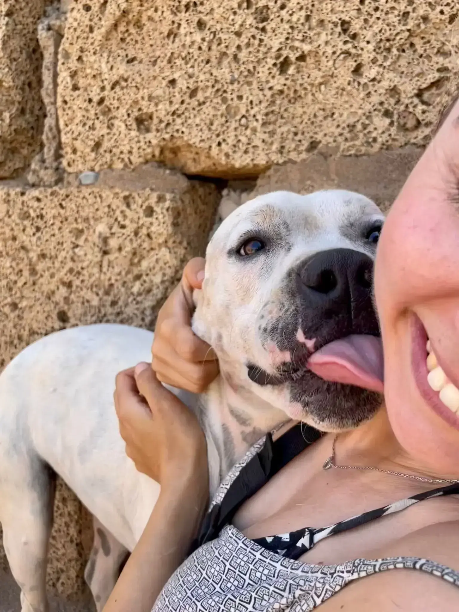 Smiling Dogs.