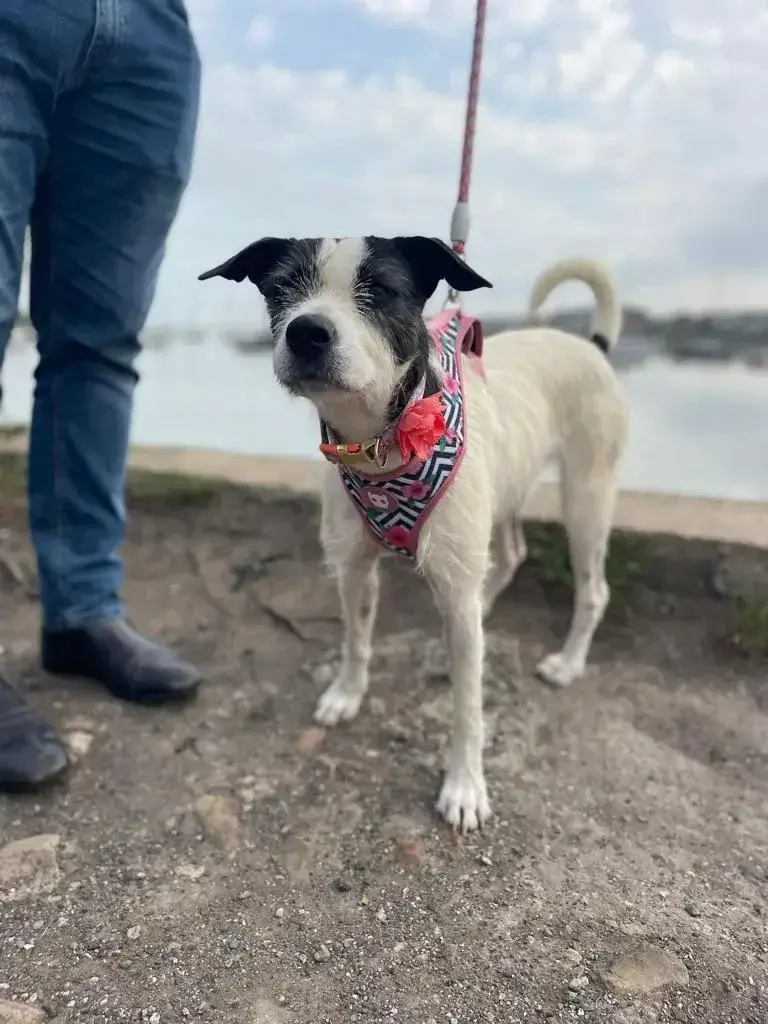 Thank you Dogateers and Overland Pet Freight