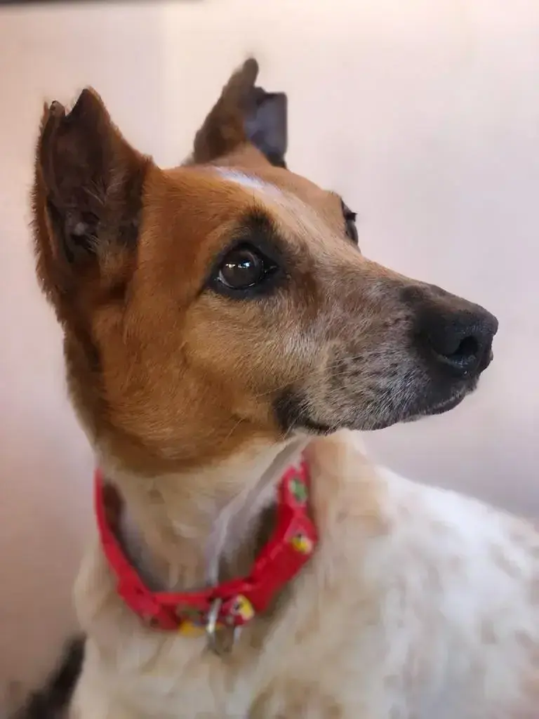 Niña , the little gift of hope.