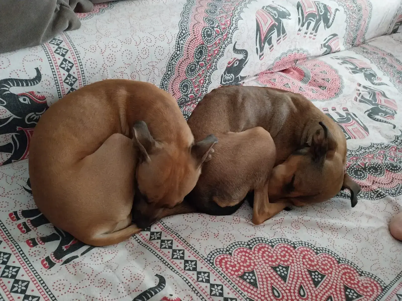 Dior and Channel adopted together.