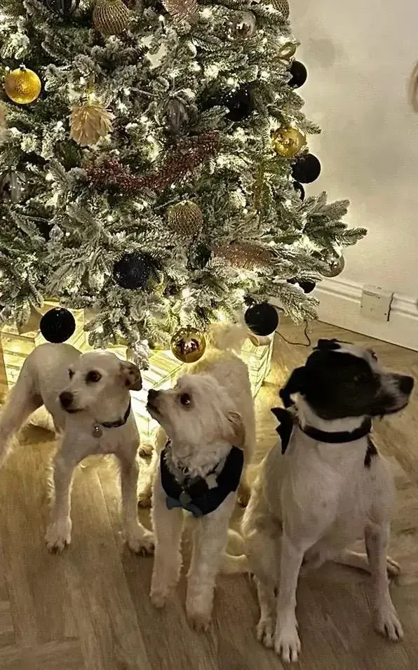 Christmas Cheer from the UK