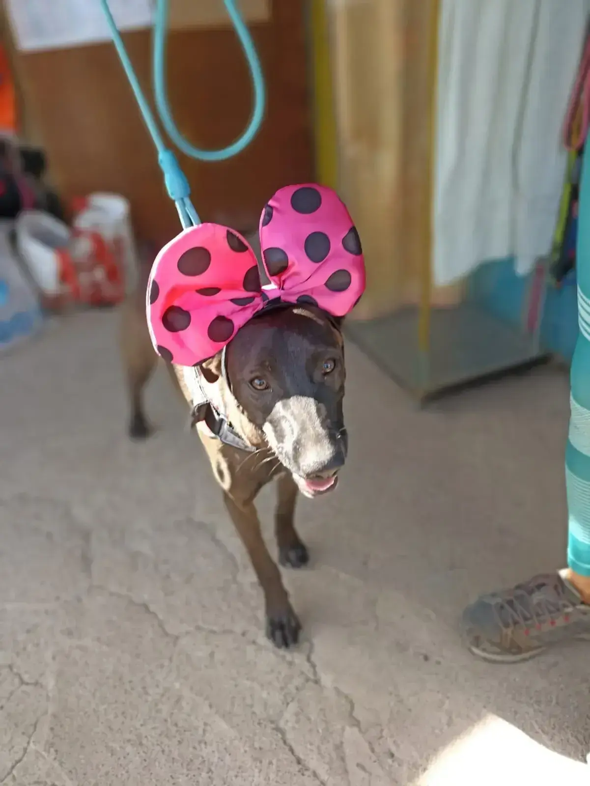 Lily is ready for the carnival.