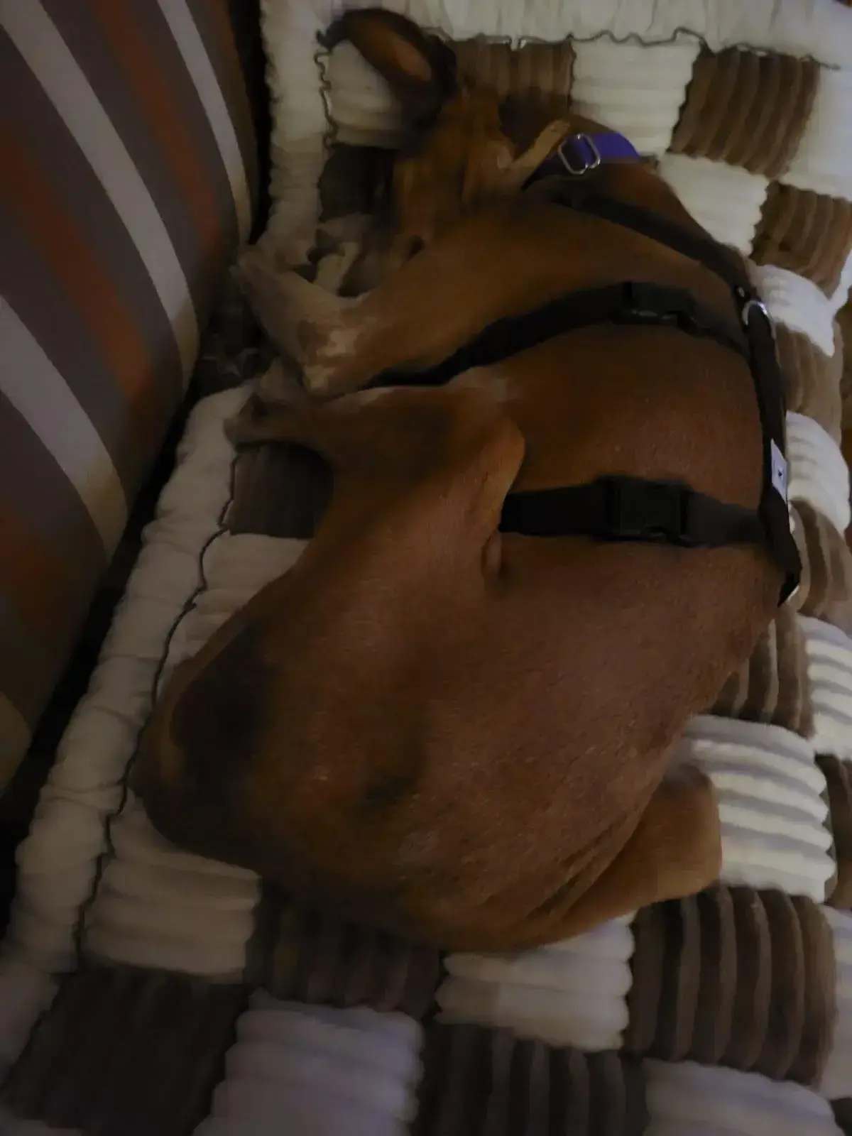 Canela has arrived in Holland.