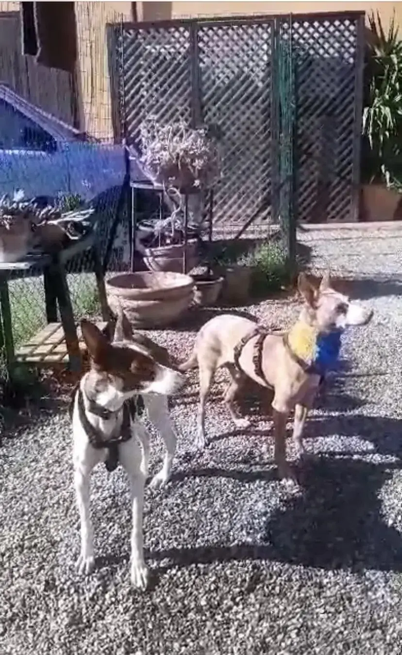 Marianne and Paco adopted in Italy.