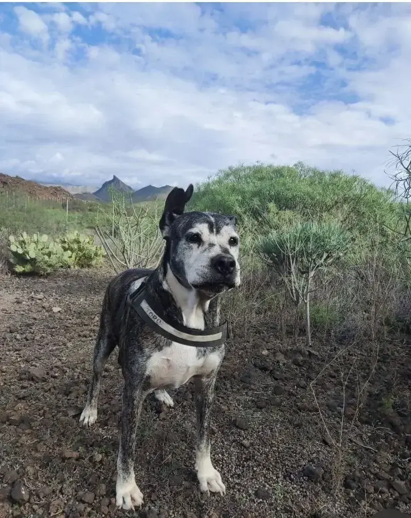 Toro has a permanent foster carer .