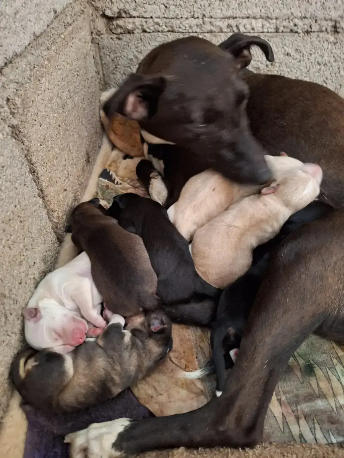 New Puppies arrive.