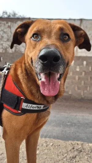 Alphonso