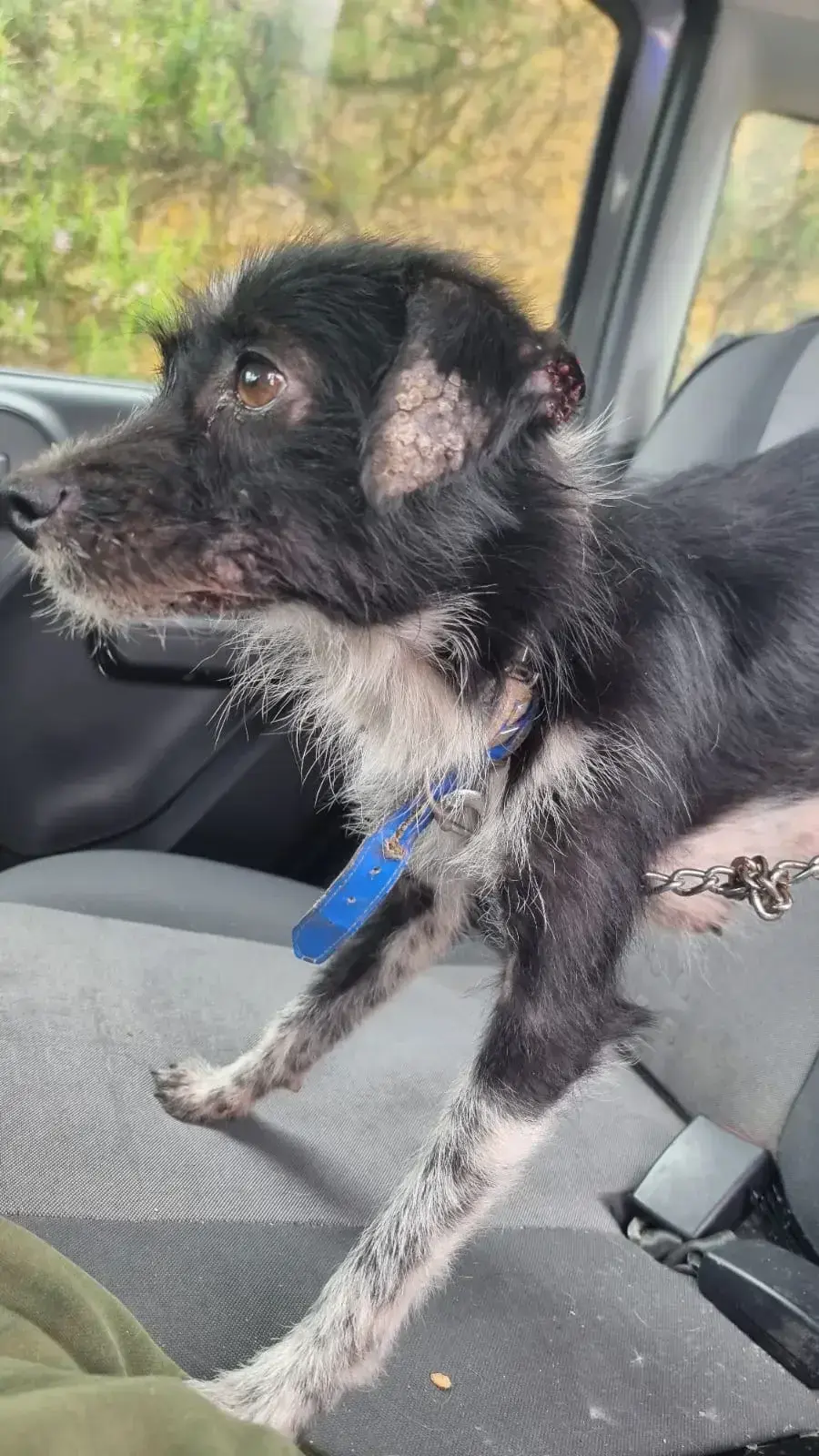Dogs saved from poor conditions