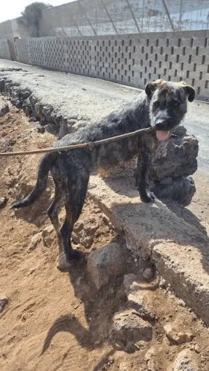 Rex