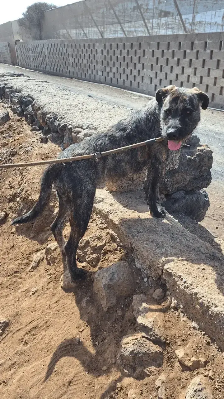 Rex