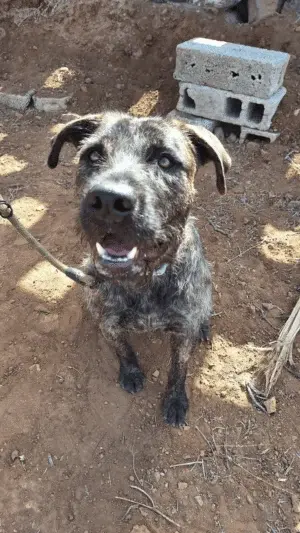 Rex