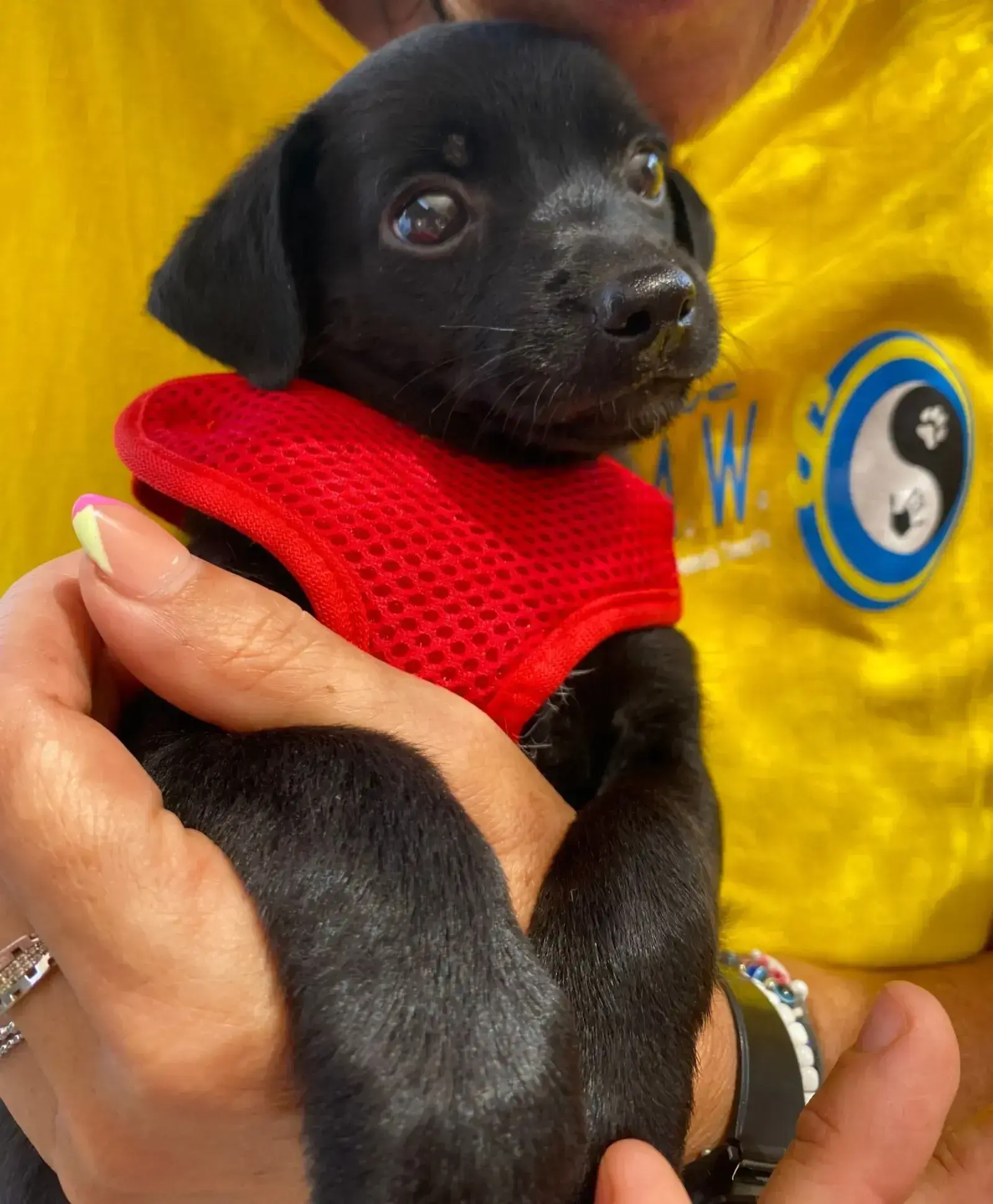 Volunteers do fall in love !