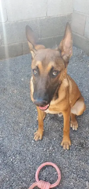 Simba