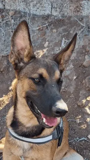 Simba