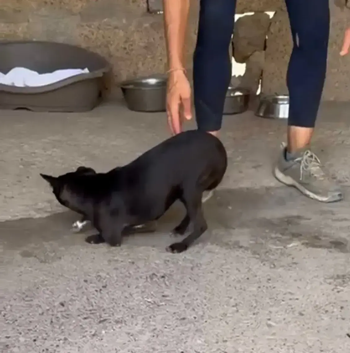 Thank you for helping these dogs in need .