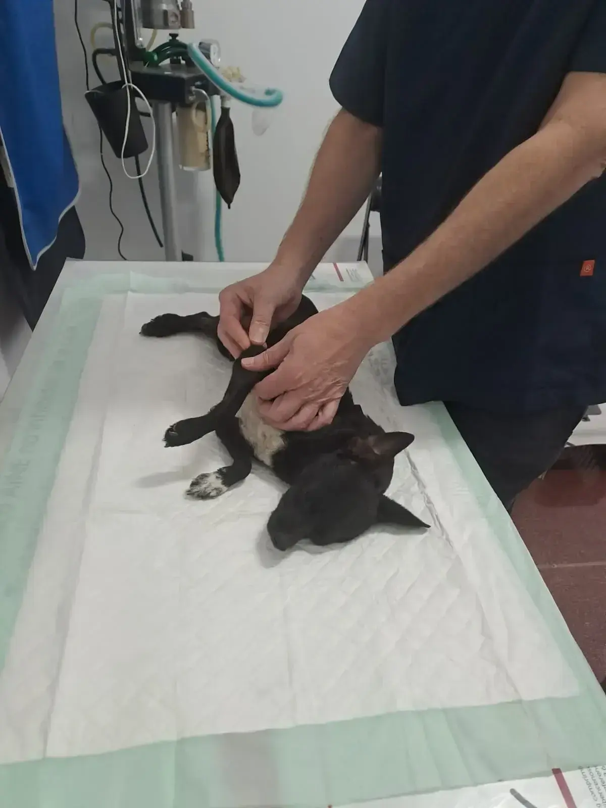 Little Soul, needs help.