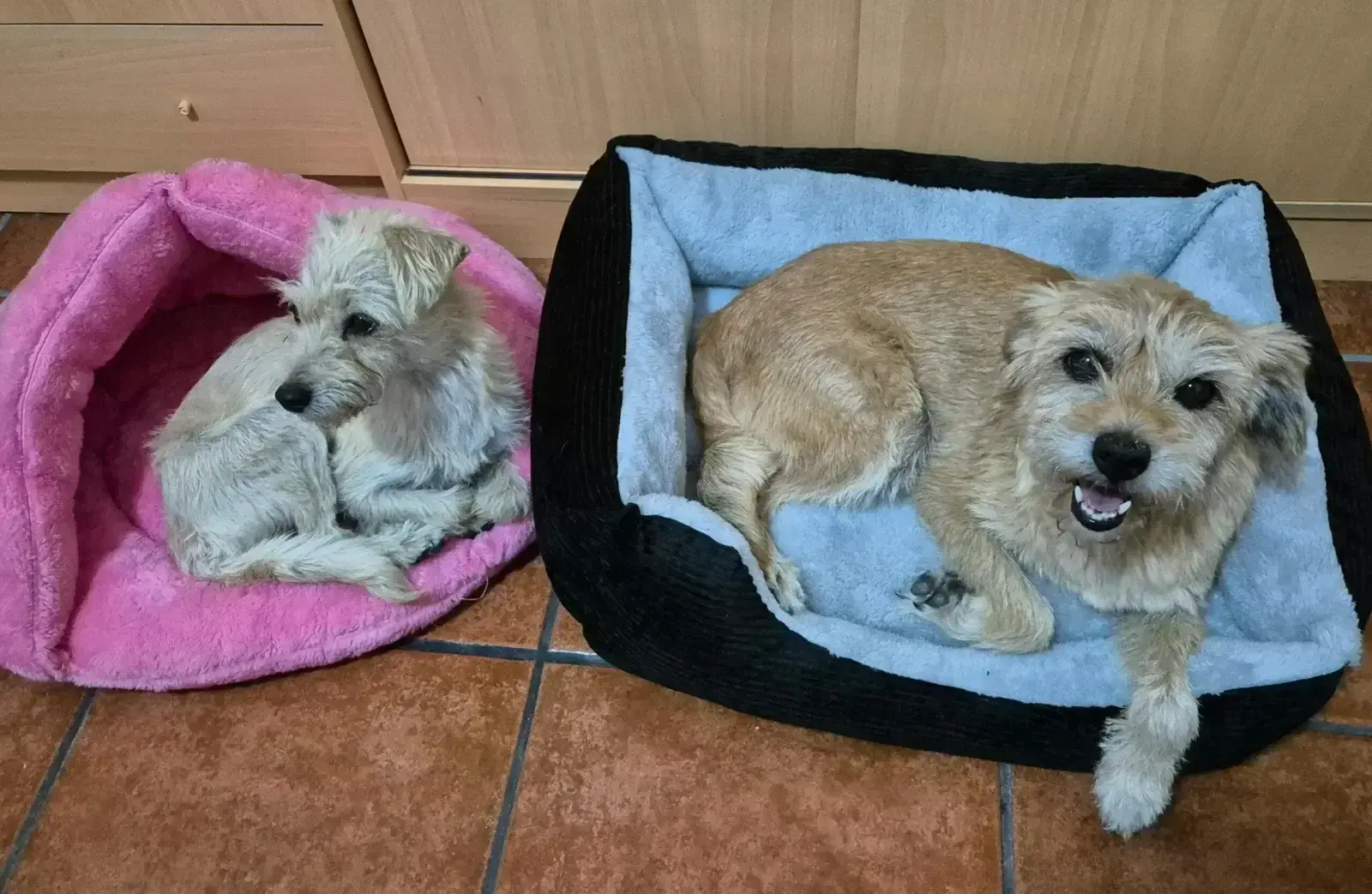 Pili and Norkis the first comfort they have known.