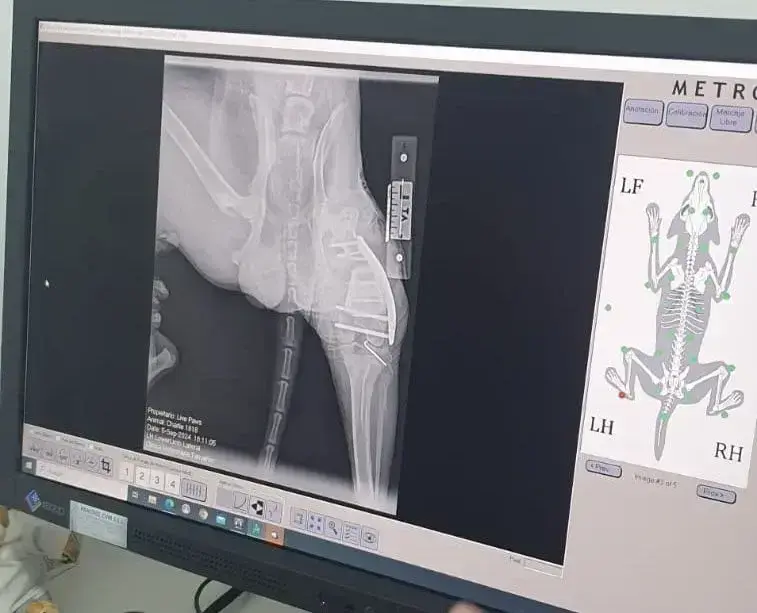 Charlie has had his operation.