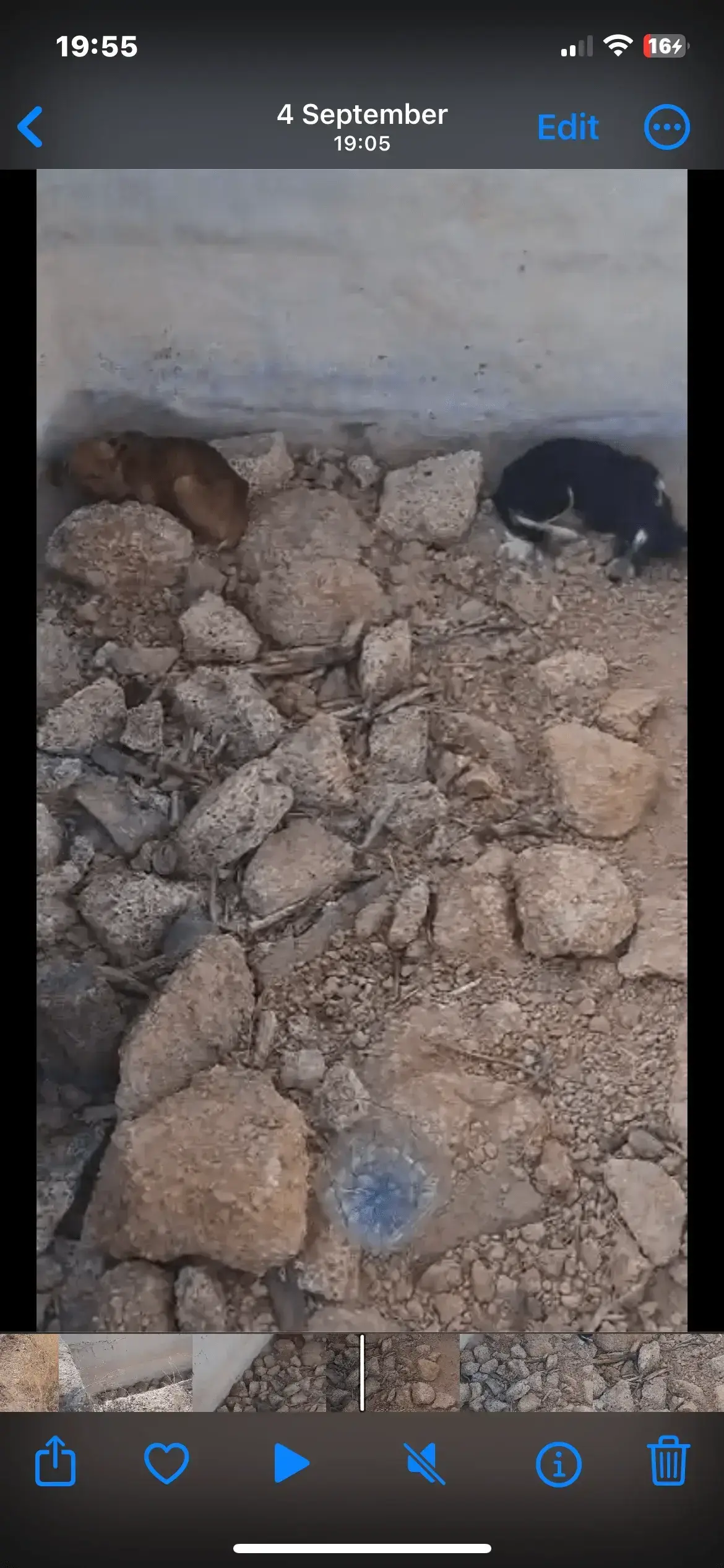 Two dogs dumped in a water tank.
