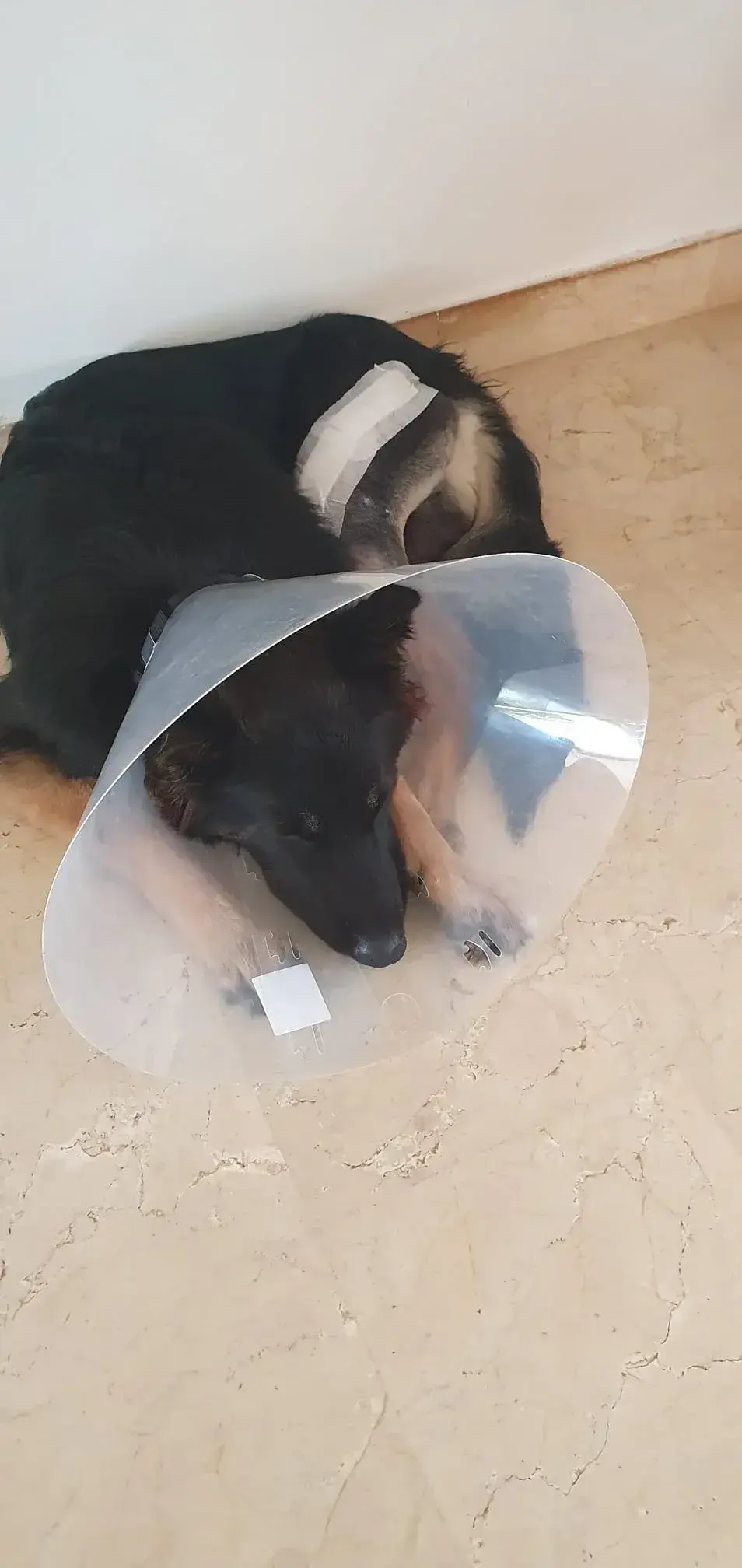 Charlie update. - Live Paws news, Tenerife dog rescue