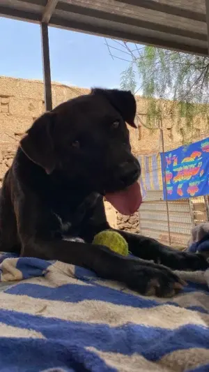 Argos