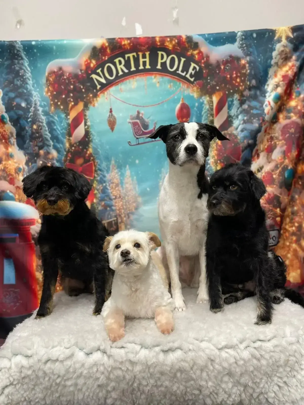 Happy Christmas from the UK - Live Paws news, Tenerife dog rescue