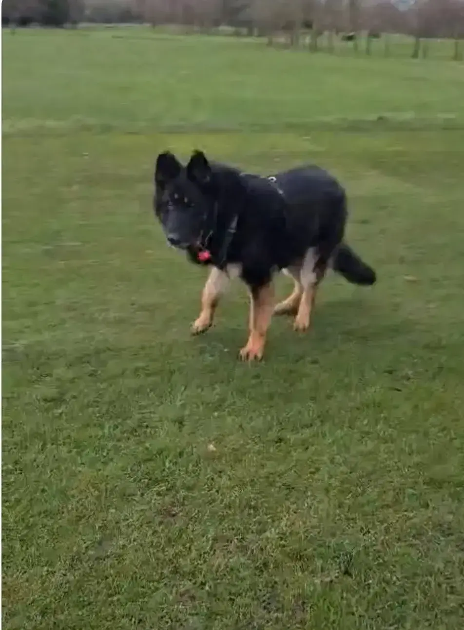 Rex update