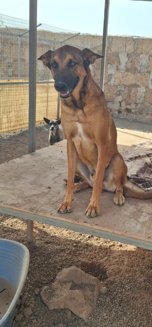 Simba