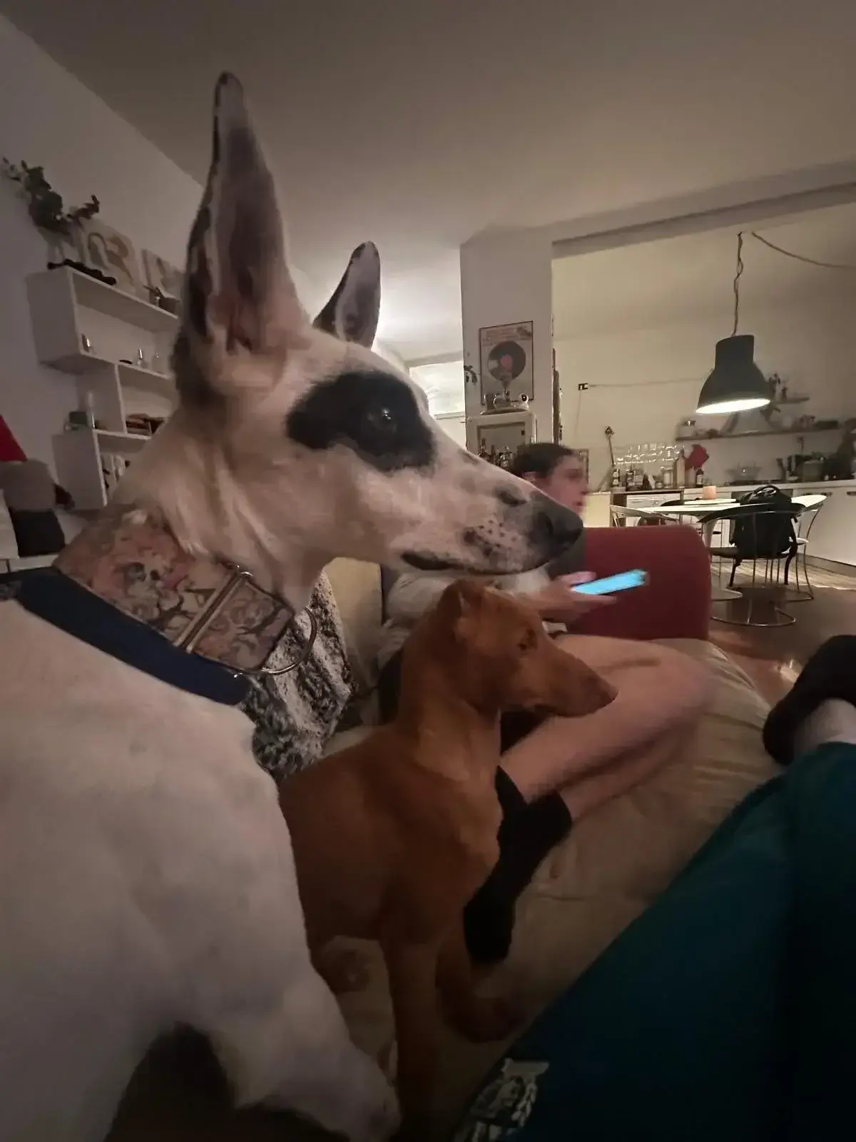 Spotty is a different dog .