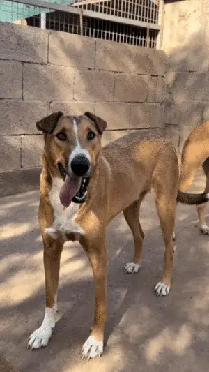 Simon