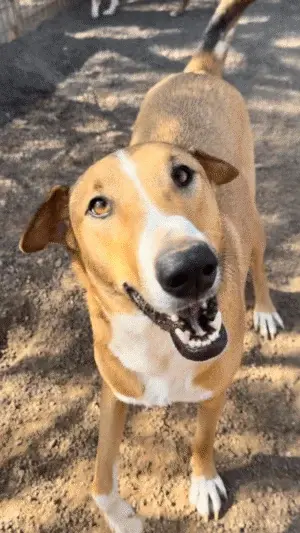 Simon