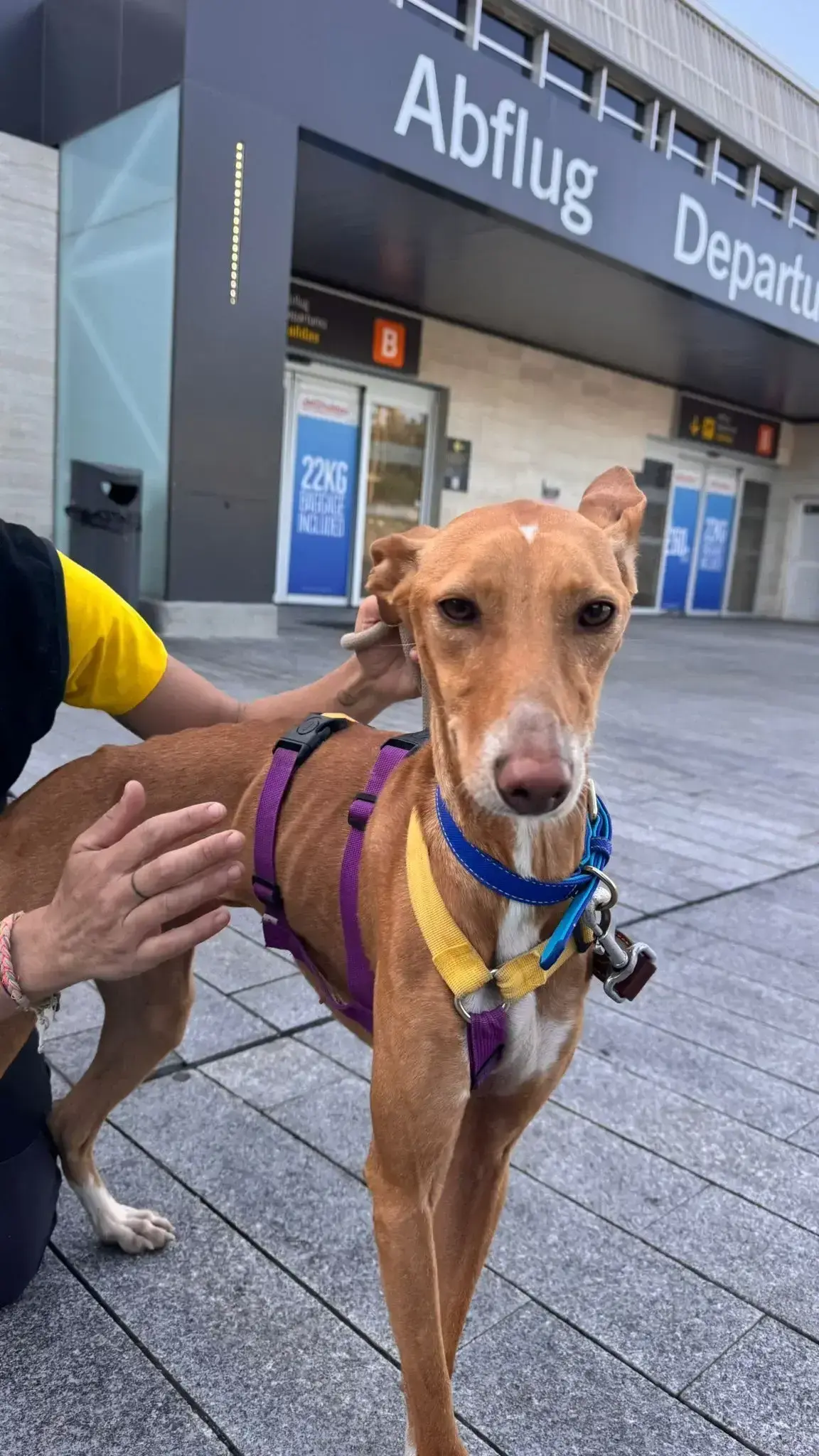 Bambi, Otto and Everest arrive in Holland.