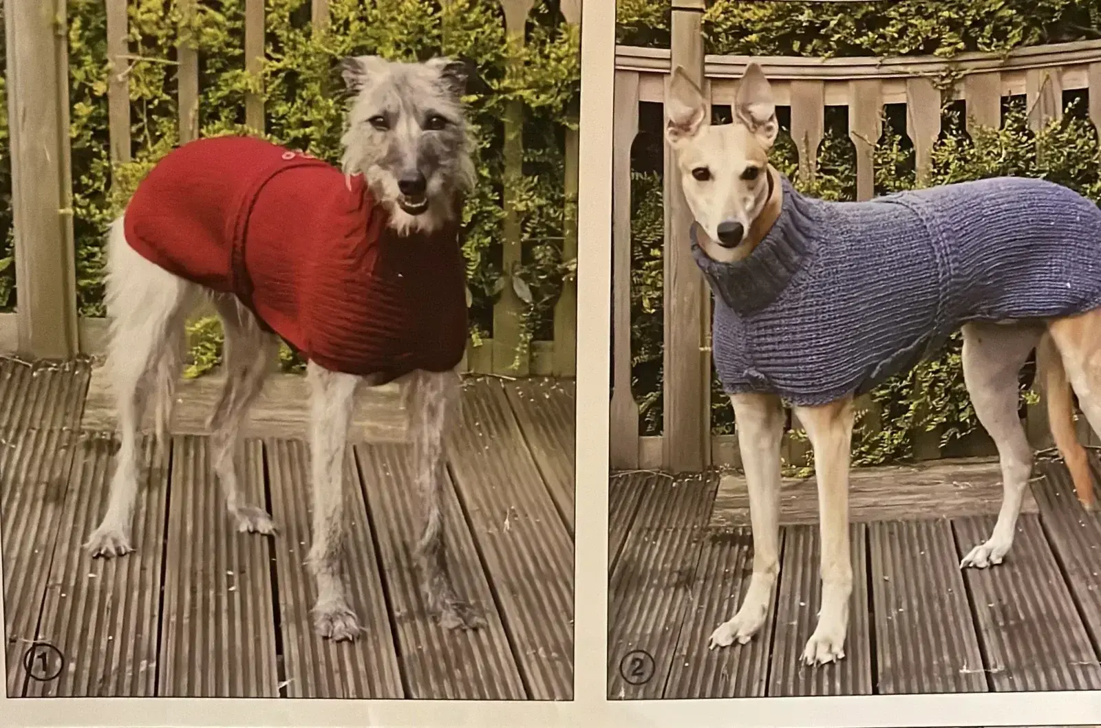 Knitting Dog Coats .