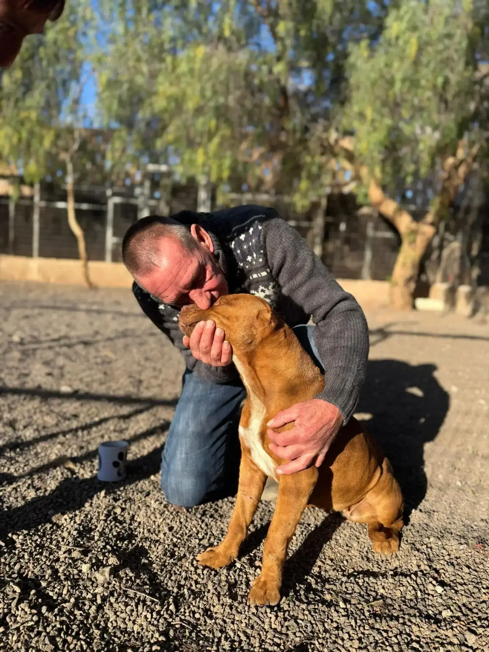 Angie , left tied up at refuge, ears removed.