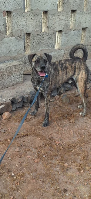 Rocco
