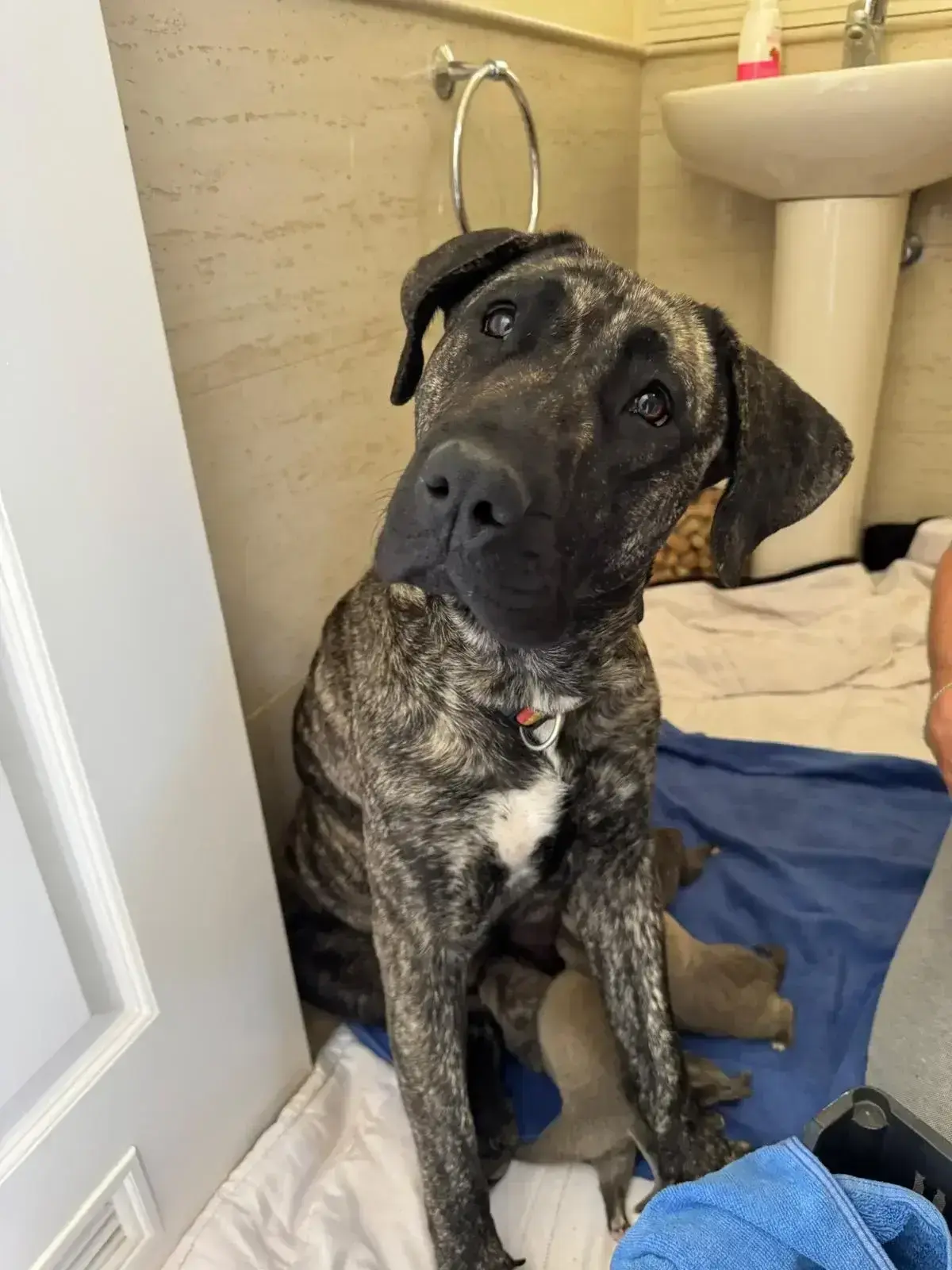An urgent rescue.