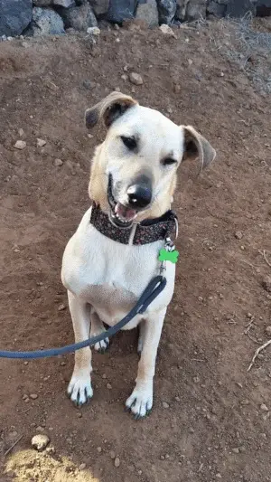 Abhau { Bau}
