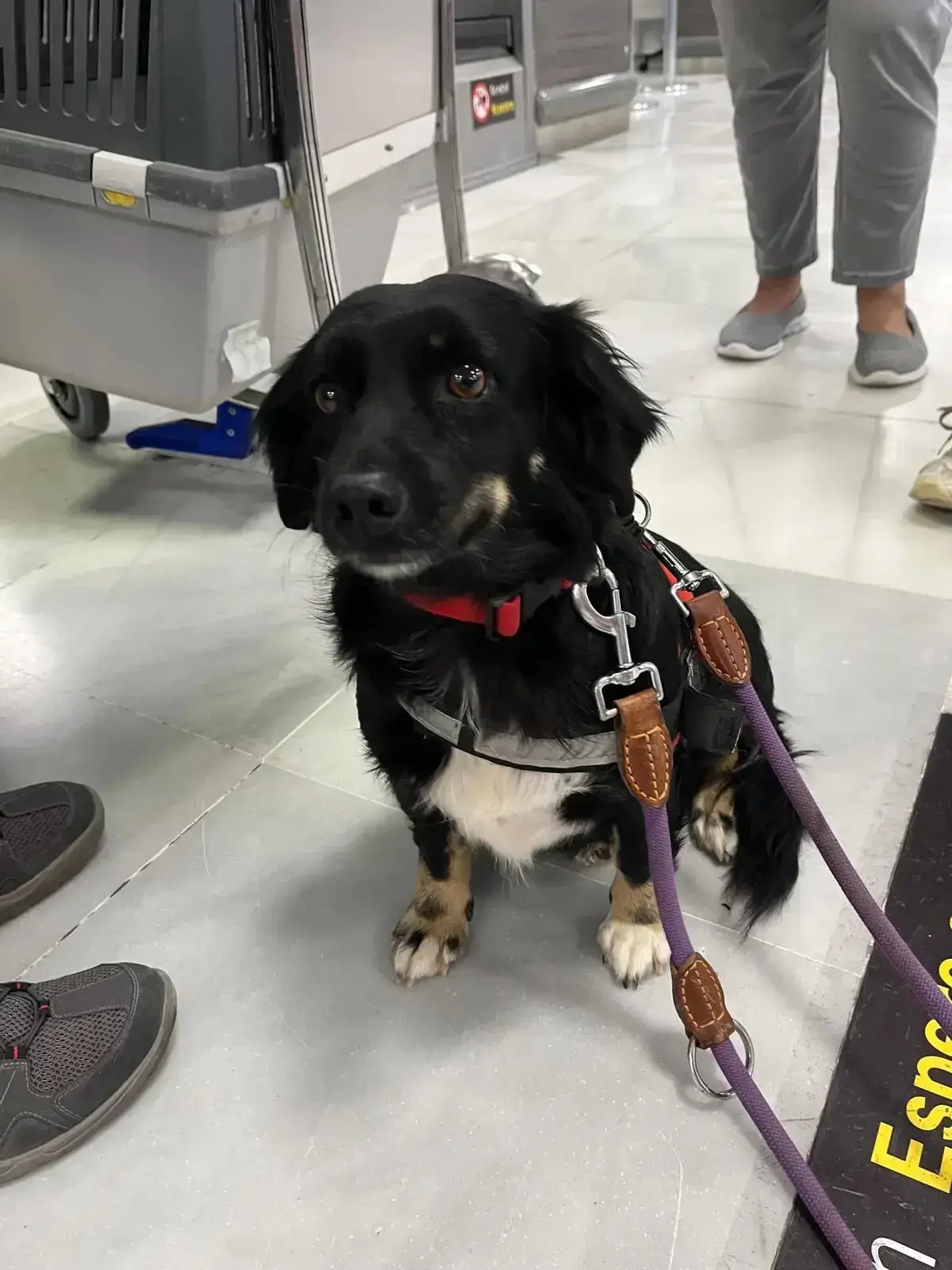 Julchen arrives safely in Germany.