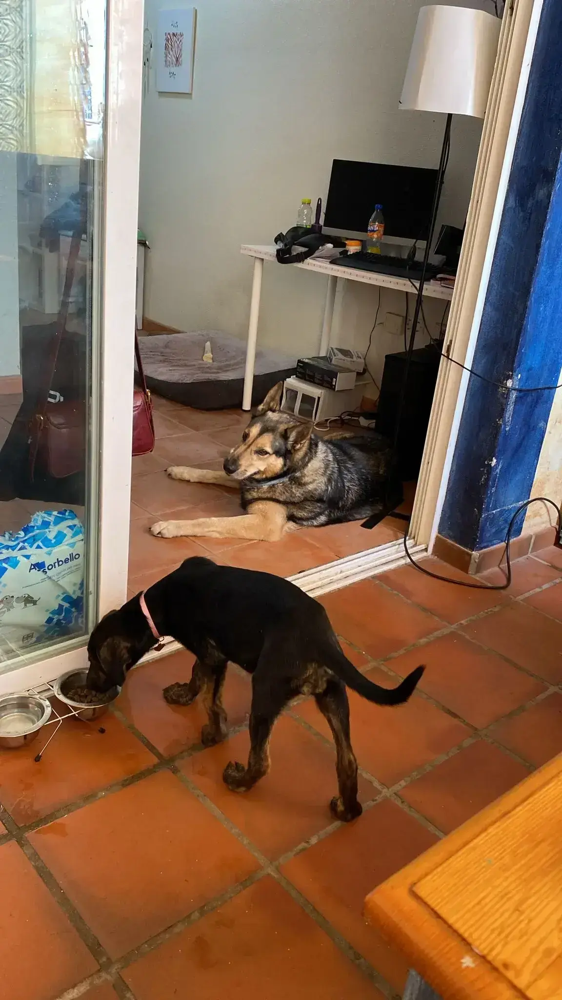 Luna adopted.