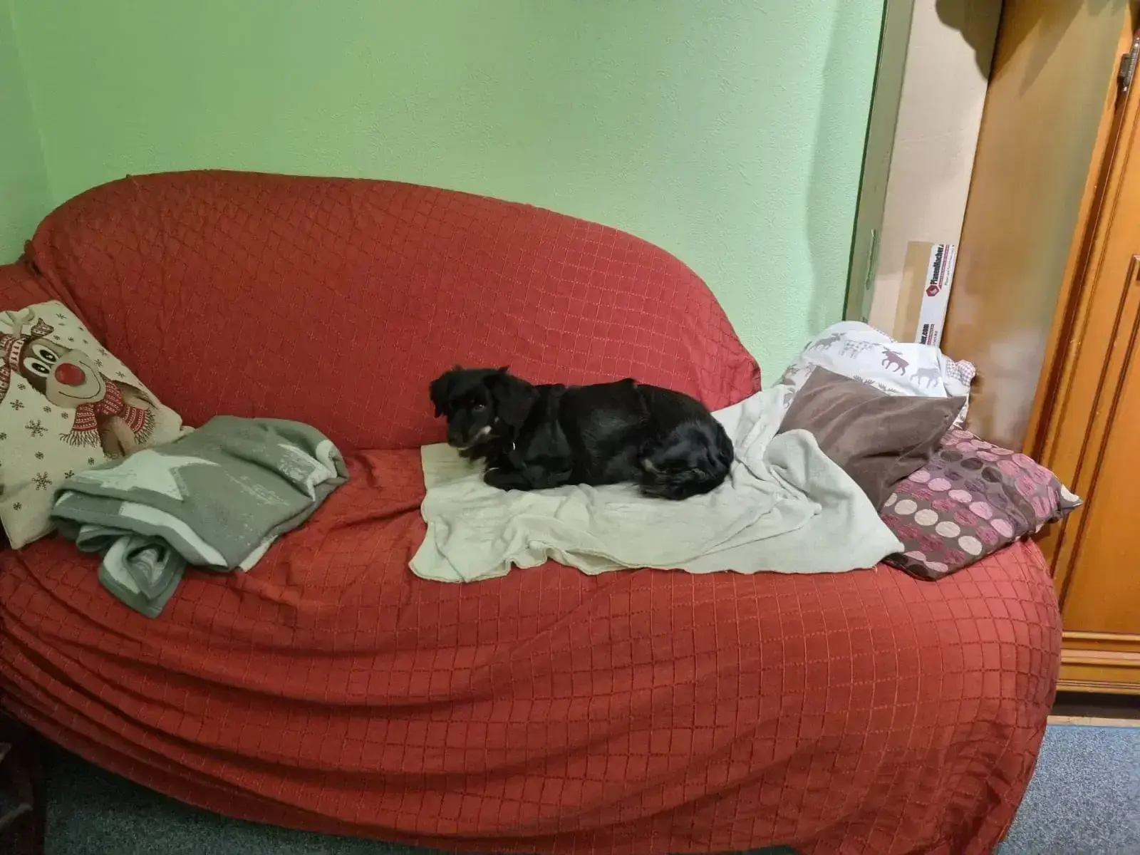 Julchen arrives safely in Germany.